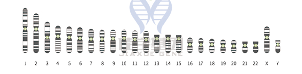 【MG冰球突破官网基因检测】知道<font color='red'>Cd8</font>1的这些内容，是基因检测全面性一个准备