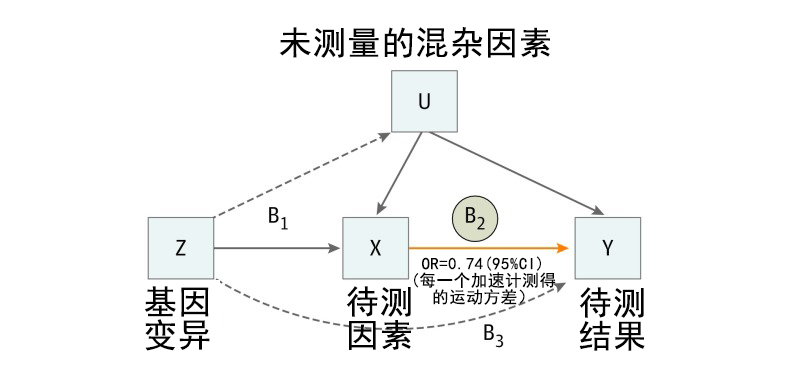MG冰球突破官网基因解码顺利获得孟德尔随机化法研究两个因素之间的关系及作用方向